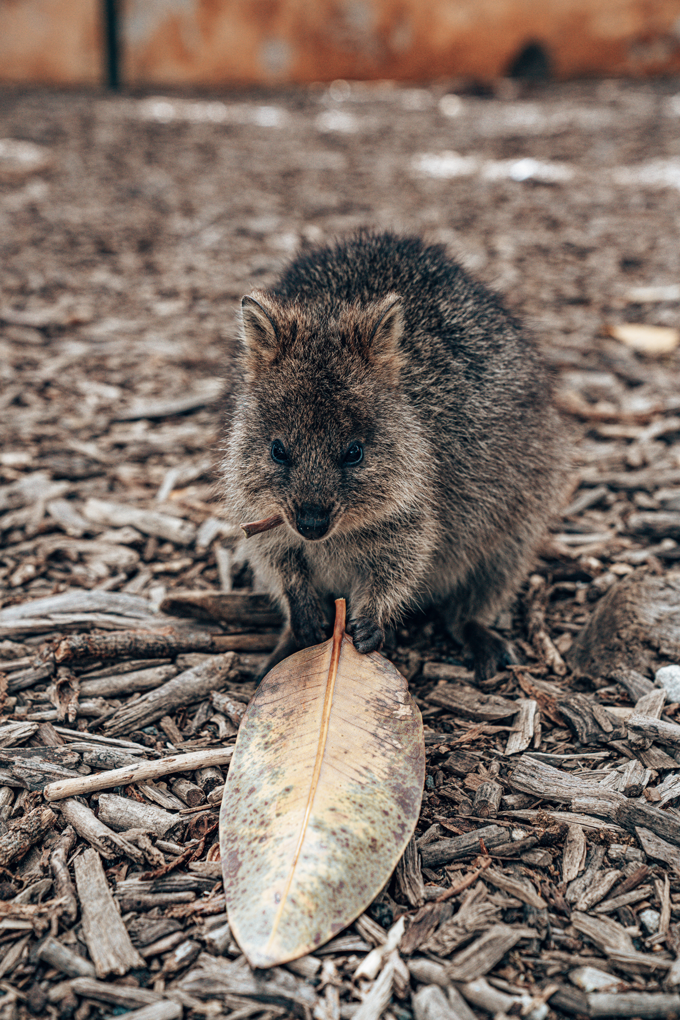 QUOKKA- THE HAPPIEST ANIMAL IN THE WORLD! Travelizer