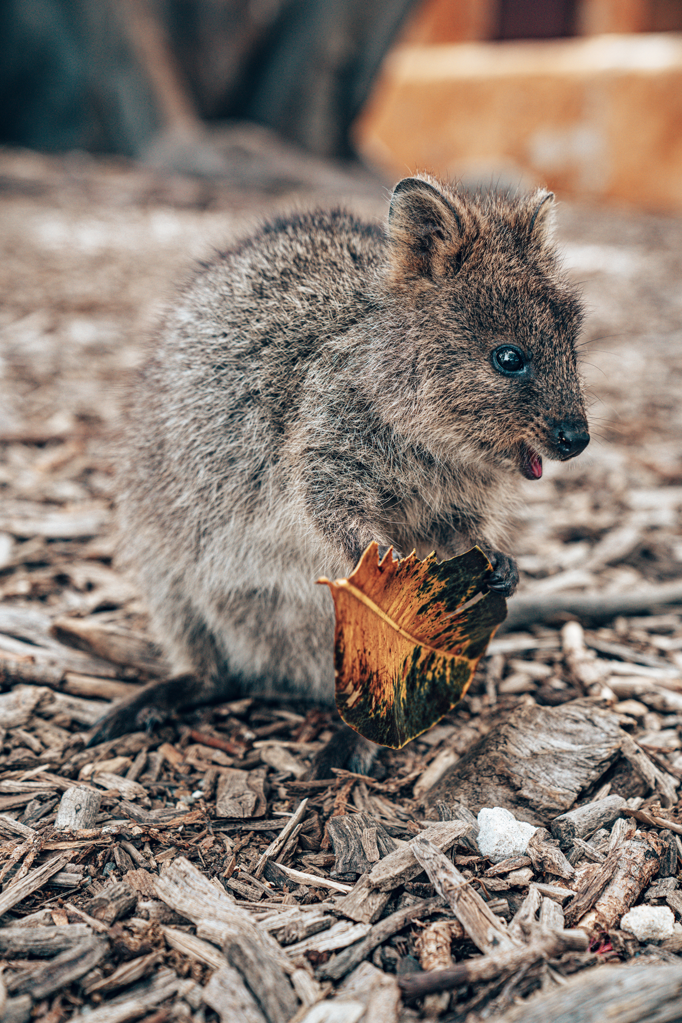 QUOKKA- THE HAPPIEST ANIMAL IN THE WORLD! Travelizer