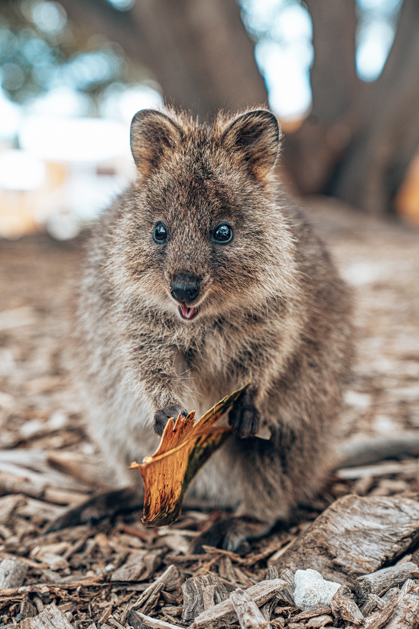 quokka-the-happiest-animal-in-the-world-travelizer