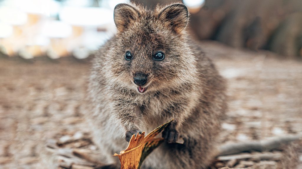 QUOKKA- THE HAPPIEST ANIMAL IN THE WORLD! Travelizer